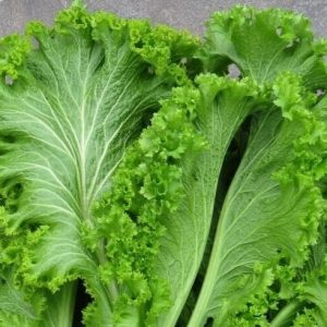 Mustard Greens