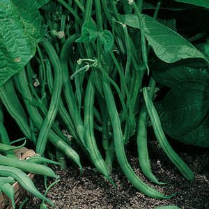 Blue Lake Bush Beans