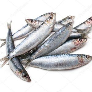 Pilchard Fish