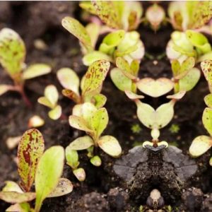 Microgreens