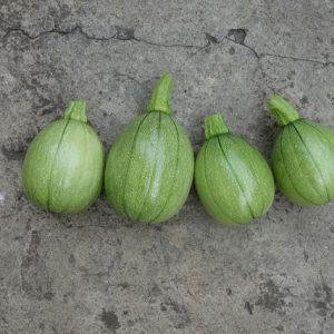 Tatume Squash