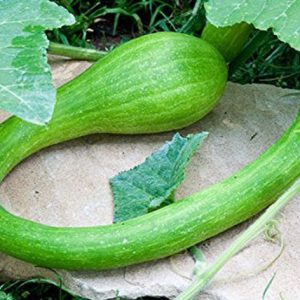 Tromboncino Squash